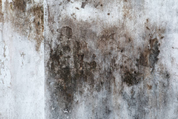 Best Biohazard Mold Removal  in Palmetto, GA